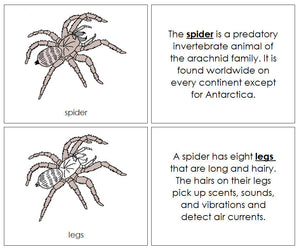 Parts of a Spider Nomenclature Book - Montessori Print Shop