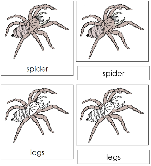 Spider Nomenclature Cards - Montessori Print Shop
