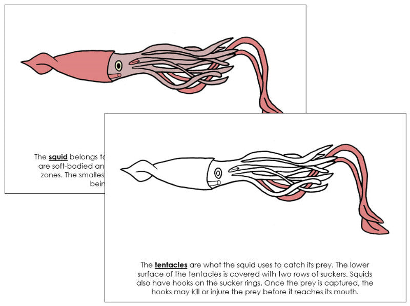 Squid Structure Squid Diagram