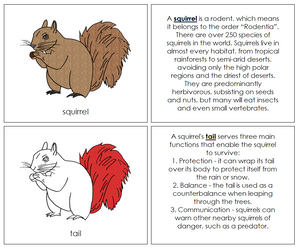 Parts of a Squirrel Nomenclature Book (red) - Montessori Print Shop
