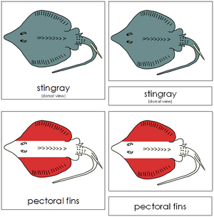 Stingray Nomenclature 3-Part Cards (red) - Montessori Print Shop