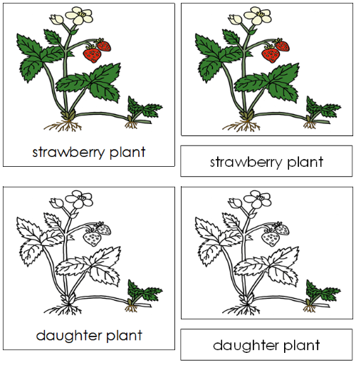 Strawberry Plant Nomenclature Cards - Montessori Print Shop