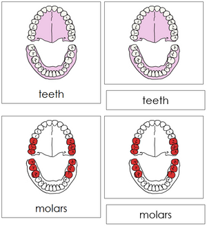 Teeth & Jaw Nomenclature 3-Part Cards (red) - Montessori Print Shop