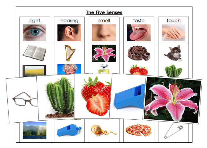 The Five Senses Chart and Cards - Montessori Print Shop