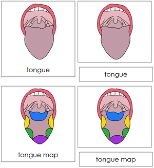 Tongue Nomenclatue 3-Part Cards - Montessori Print Shop