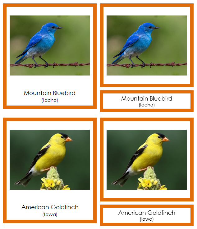 State Birds of the USA (color-coded) - Montessori Print Shop