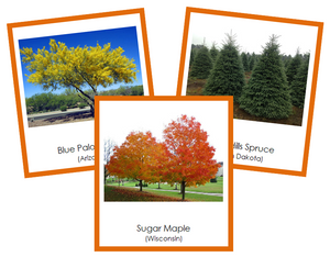 State Trees of the USA (color-coded) - Montessori Print Shop