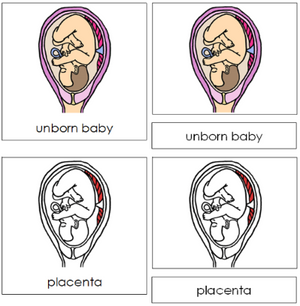 Unborn Baby Nomenclature 3-Part Cards (red) - Montessori Print Shop