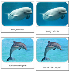 Whales and Dolphins Safari Toob Cards - Montessori Print Shop