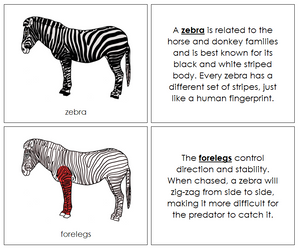 Parts of a Zebra Nomenclature Book (red) - Montessori Print Shop