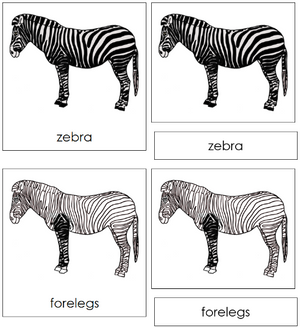 Zebra Nomenclature 3-Part Cards - Montessori Print Shop