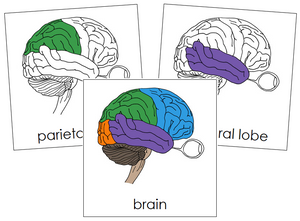 Brain Nomenclature Cards - Montessori Print Shop