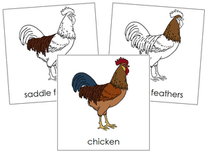 Chicken Nomenclature Cards - Montessori Print Shop
