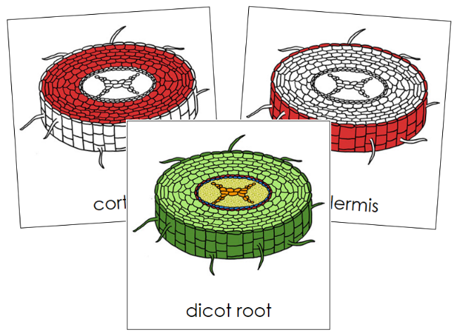 Di Root Print Plug In Dicot Root