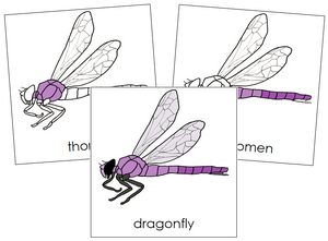 Dragonfly Nomenclature Cards - Montessori Print Shop