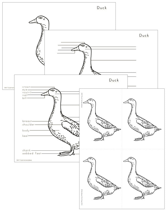 Elementary Duck Nomenclature - Montessori Print Shop