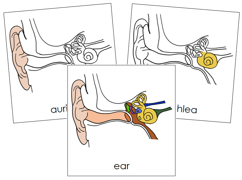 Ear Diagrams For Kids