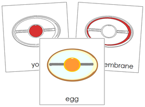 Egg Nomenclature Cards (red) - Montessori Print Shop