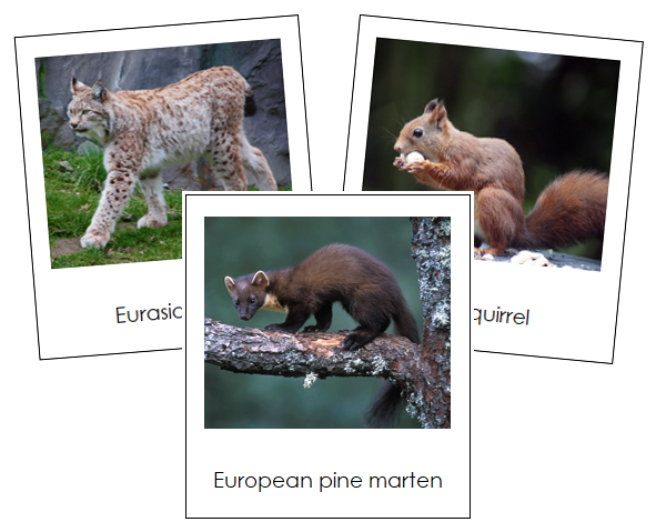 European Animals - montessori geography cards