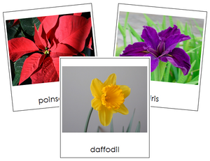 Flower 3-Part Cards - Montessori Print Shop