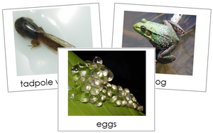 Frog Life Cycle Cards Toddler  Cards - Montessori Print Shop