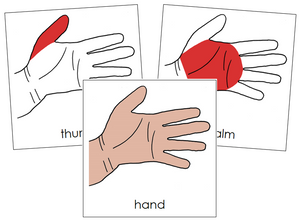 Hand Nomenclature Cards (red) - Montessori Print Shop
