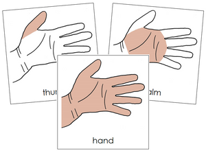 Hand Nomenclature Cards - Montessori Print Shop