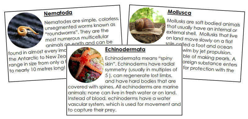 Invertebrate Information Cards - Montessori Print Shop