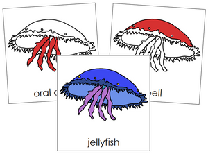 Jellyfish Nomenclature Cards (red) - Montessori Print Shop