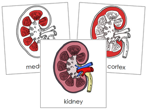 Kidney Nomenclature Cards (red) - Montessori Print Shop