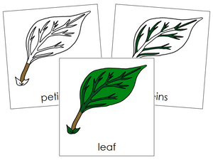 Leaf Nomenclature Cards - Montessori Print Shop