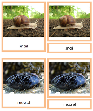 8 types of Mollusca (Animal Kingdom) - Montessori Print Shop