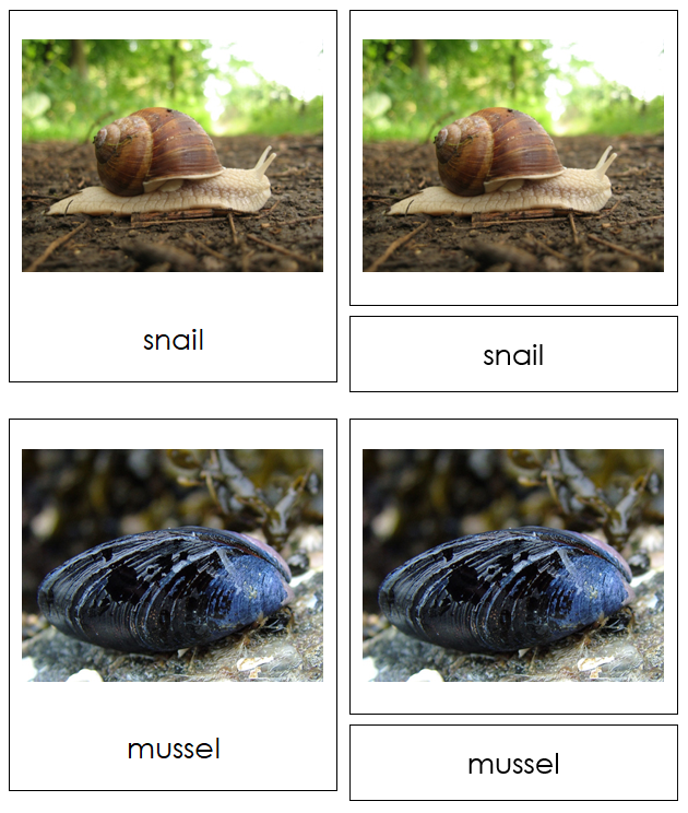 Mollusca Examples
