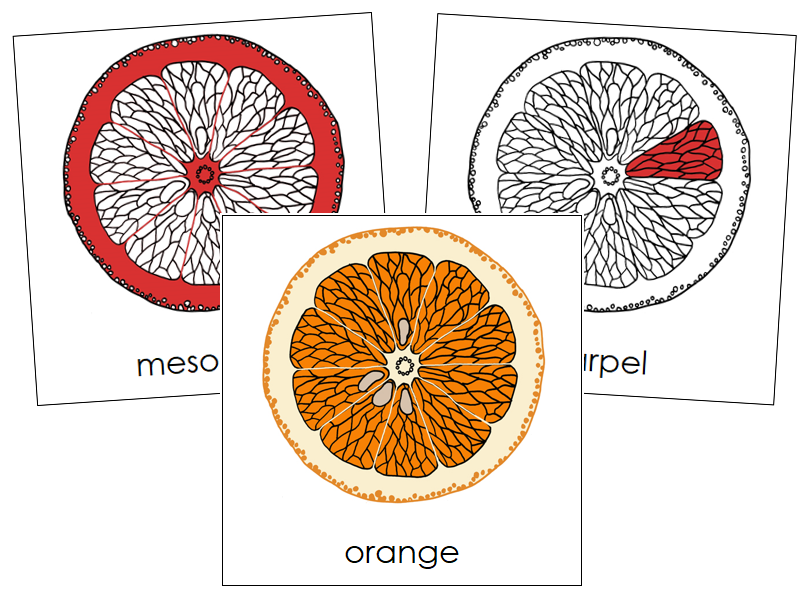 Orange Nomenclature Cards (red) - Montessori Print Shop