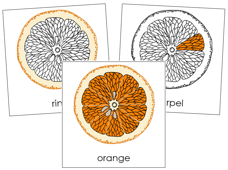 Orange Nomenclature Cards - Montessori Print Shop