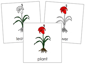 Plant Nomenclature Cards - Montessori Print Shop