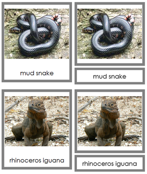 Reptile 3-Part Cards - Animal Kingdom Cards