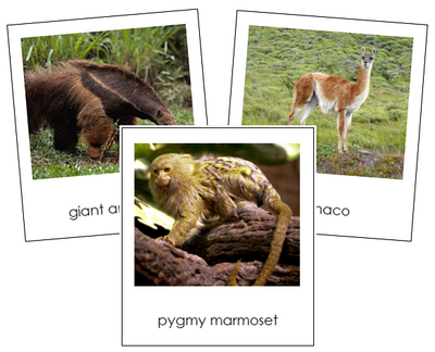 South American Animal Cards - Montessori Print Shop