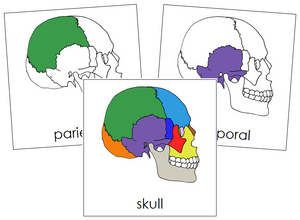 Skull Nomenclature Cards - Montessori Print Shop