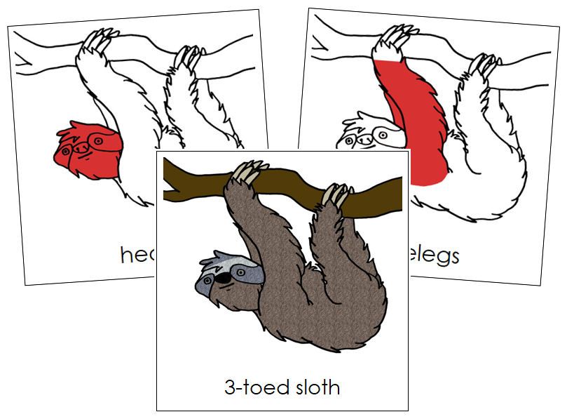 3-Toed Sloth Nomenclature Cards (red) - Montessori Print Shop