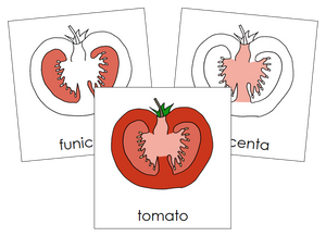 Parts of a Tomato Nomenclature Cards - Montessori Print Shop