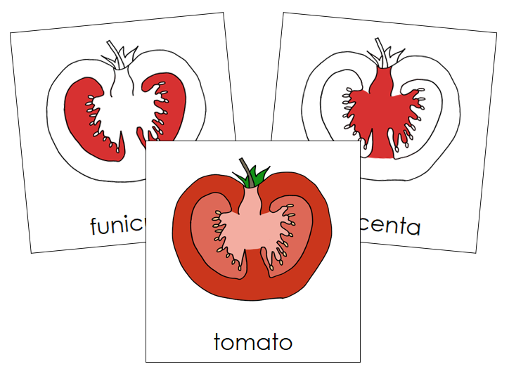 Parts of a tomato Nomenclature Cards (Red) - Montessori Print Shop