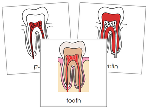 Tooth Nomenclature Cards (red) - Montessori Print Shop