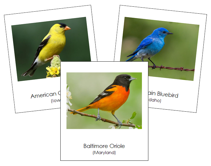 State Birds of the USA - Montessori Print Shop